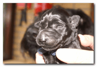 Riesenschnauzer pups geboren