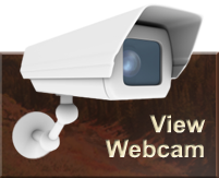 Riesenschnauzer webcam